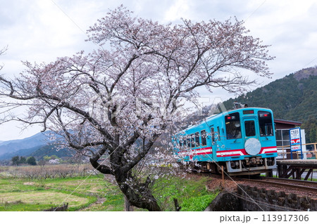 桜咲く木知原駅を走る青い列車（樽見鉄道） 113917306