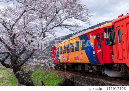 桜咲く木知原駅を走るオレンジラッピングの列車（樽見鉄道） 113917308