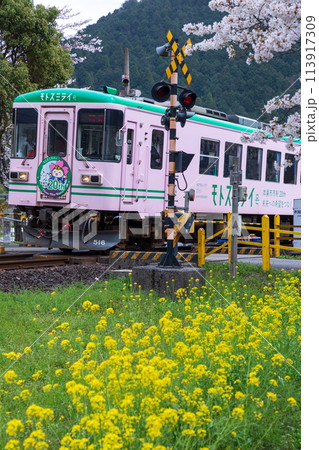 桜咲く木知原駅を走るピンク色の列車(樽見鉄道) 桜咲く木知原駅を走るピンク色の列車(樽見鉄道) 113917309