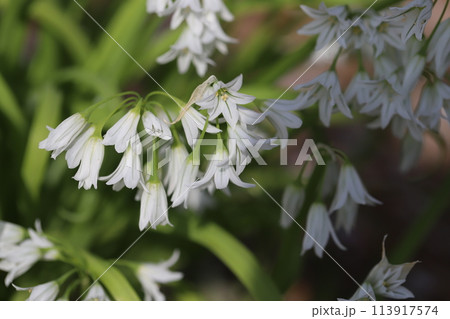 春の庭に咲く白いシラーカンパニュラータの花 春の庭に咲く白いシラーカンパニュラータの花 113917574