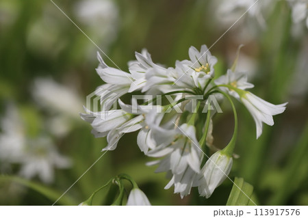 春の庭に咲く白いシラーカンパニュラータの花 113917576