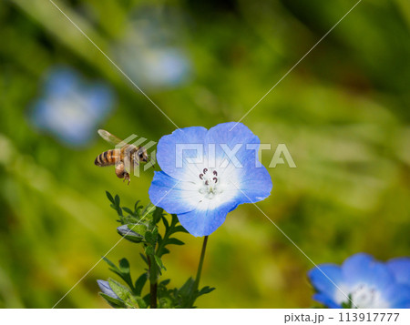 ネモフィラの花にミツバチ 113917777