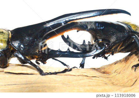 ヘラクレスオオカブトVSヘラクレスオオカブトの樹木の上での戦い　白背景 113918006