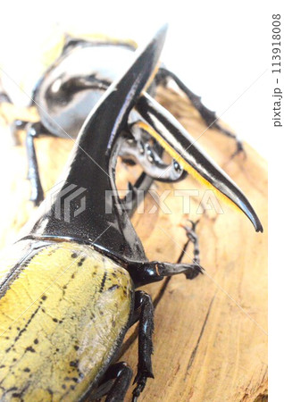 ヘラクレスオオカブトVSヘラクレスオオカブトの樹木の上での戦い　白背景 113918008
