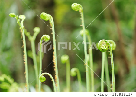 競い合って伸びるシダの新芽 113918117