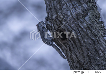 巣穴から出て来たモモンガ 113918225