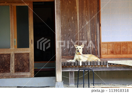 主の帰りを待つ犬 主の帰りを待つ犬 113918318