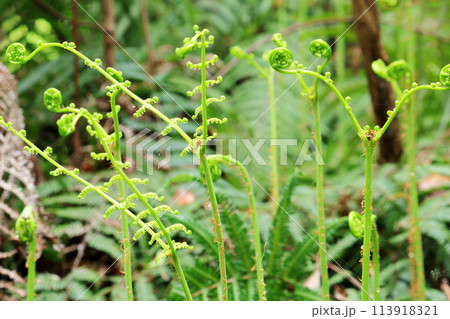 Y字に開いて伸びるシダの新芽 Y字に開いて伸びるシダの新芽 113918321