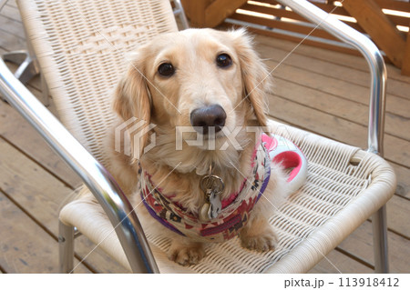 椅子の上でつぶらな瞳でこちらを見つめる犬 椅子の上でつぶらな瞳でこちらを見つめる犬 113918412