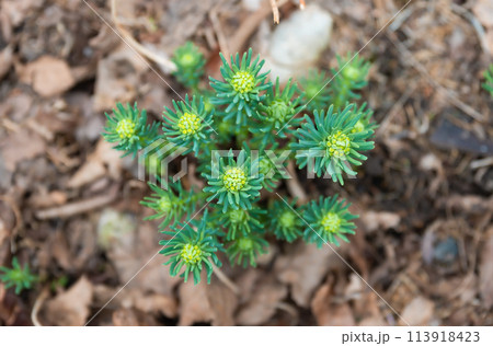 Euphorbia cyparissias, the cypress spurge growing in spring close up Euphorbia cyparissias, the cypress spurge growing in spring close up 113918423
