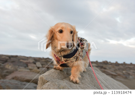 真剣な顔で岩の上を散歩する犬 113918474