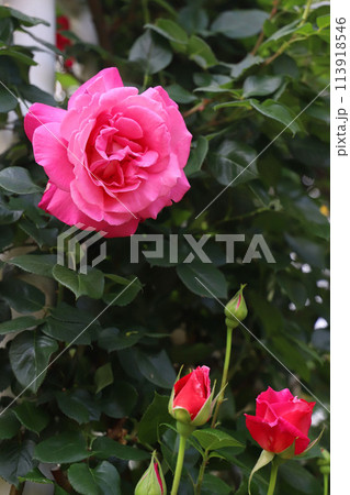 なばなの里 三重県桑名市長島町 なばなの里 三重県桑名市長島町 113918546