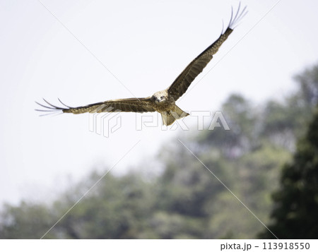 トビの飛翔 113918550