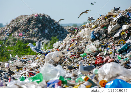 landfill overflowing with garbage. The garbage is piled high, and there are seagulls and rats scavenging for food 113919085