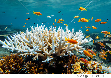 coral reef damaged by pollution. The coral is bleached and dying, and there are fish swimming around it3 113919195