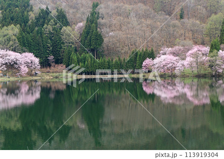 中綱湖　桜咲く春 113919304
