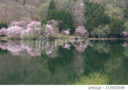 中綱湖 桜咲く春 中綱湖 桜咲く春 113919306