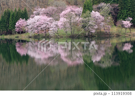 中綱湖　桜咲く春 113919308