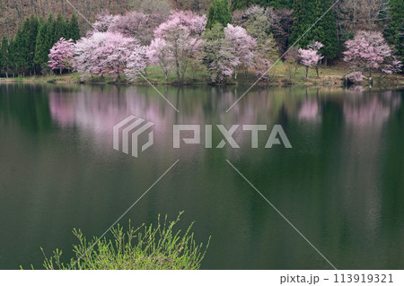 中綱湖　桜咲く春 113919321