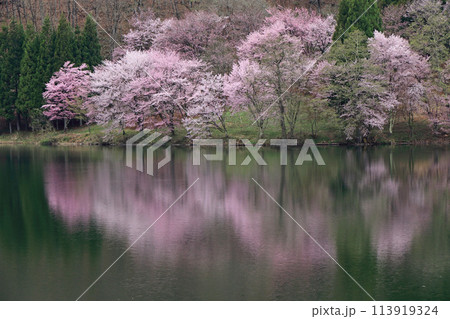 中綱湖　桜咲く春 113919324