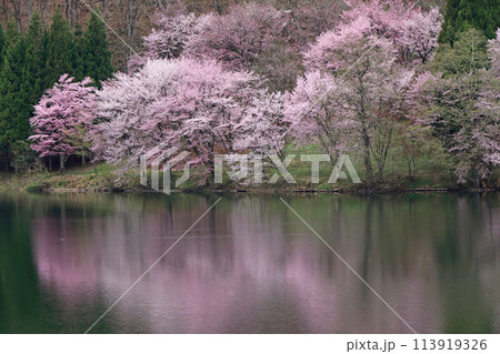 中綱湖　桜咲く春 113919326