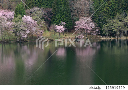 中綱湖　桜咲く春 113919329