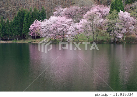 中綱湖　桜咲く春 113919334