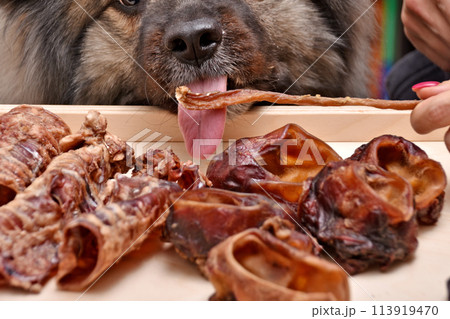 fluffy beautiful dog gets a dried meat treat 113919470