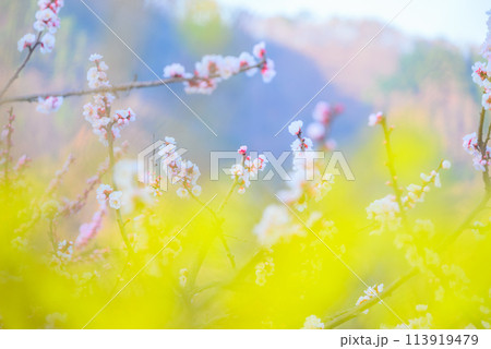 あんずの花【千曲市・あんずの里】 113919479