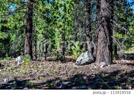 Dense forest of Jeffrey Pine Trees with a floor covered with pinecones and needles. Dense forest of Jeffrey Pine Trees with a floor covered with pinecones and needles. 113919558