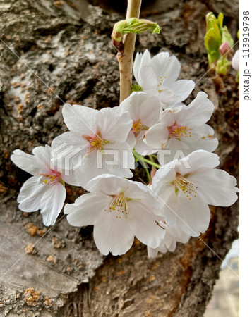 幹の近くから咲いた4月の桜 113919798