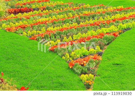 カラーリーフプランツのコラボレーション 113919830