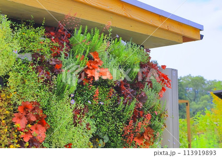 壁面を彩るカラーリーフプランツのコラボレーション 壁面を彩るカラーリーフプランツのコラボレーション 113919893