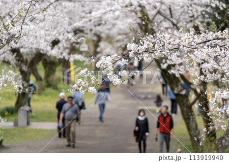 桜を見ながら歩く人々 113919940