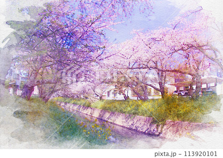 愛知県]岩倉市の五条川桜並木の堤の水彩画のイラスト素材 [113920101