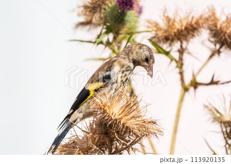 European goldfinch with juvenile plumage, feeding on the seeds of thistles. Carduelis carduelis. 113920135