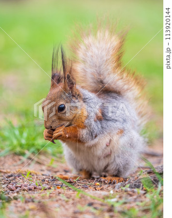 Squirrel eats a nut while sitting in green grass. Eurasian red squirrel, Sciurus vulgaris Squirrel eats a nut while sitting in green grass. Eurasian red squirrel, Sciurus vulgaris 113920144