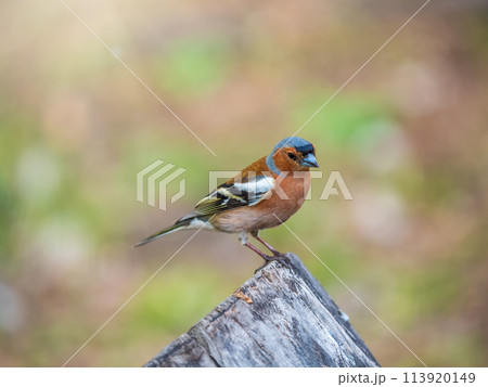 Common chaffinch, Fringilla coelebs, sits on a tree. Common chaffinch in wildlife. Common chaffinch, Fringilla coelebs, sits on a tree. Common chaffinch in wildlife. 113920149