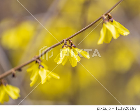 Forsythia. Blooming forsythia bush. Yellow flower on a branch of forsythia. 113920165