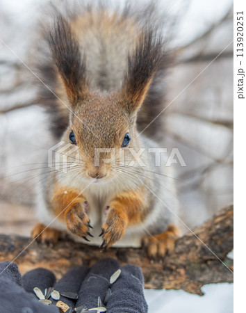 Squirrel eats nuts from a man's hand. Caring for animals in winter or autumn. Squirrel eats nuts from a man's hand. Caring for animals in winter or autumn. 113920251