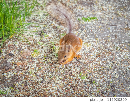 Squirrel in autumn or spring with nut on the green grass with fallen yellow leaves Squirrel in autumn or spring with nut on the green grass with fallen yellow leaves 113920299