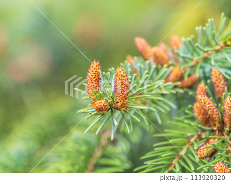 Closeup of fir branches with young buds. Spring nature concept. Fir branches with fresh shoots Closeup of fir branches with young buds. Spring nature concept. Fir branches with fresh shoots 113920320