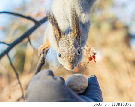 Squirrel eats nuts from a man's hand. Caring for animals in winter or autumn. 113920373