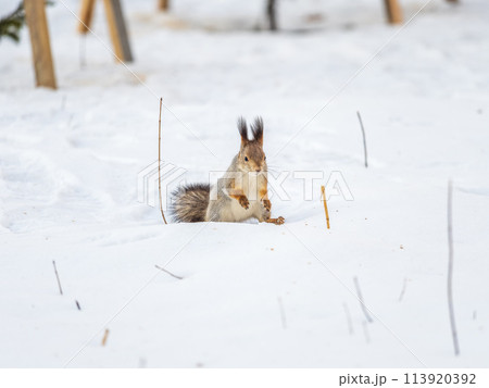 Portrait of a squirrel in winter on white snow background Portrait of a squirrel in winter on white snow background 113920392