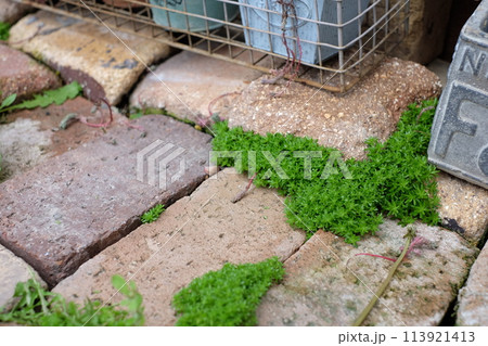 レンガの間から生えてきたセダム 113921413