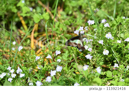 アオスジアゲハ（青条揚羽）の訪花 113921416