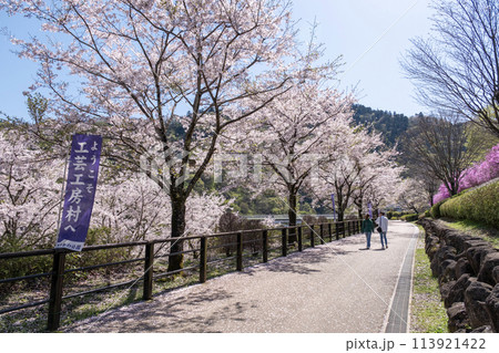 春爛漫の神奈川県立あいかわ公園 春爛漫の神奈川県立あいかわ公園 113921422