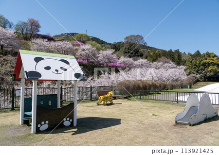 春爛漫の神奈川県立あいかわ公園 113921425