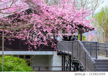【百楽桜】田淵行男記念館【安曇野市】 113921450