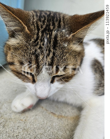 綿毛　猫　わたげをつけたねこ 113921459